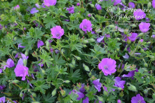 Geranium sanguineum 'Max Frei'