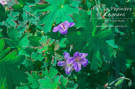 Geranium wlassovianum