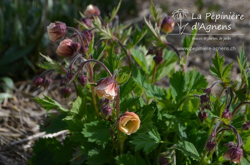 Geum hybride 'Tequila Sunrise'