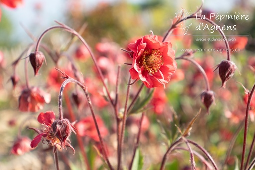 Geum rivale 'Flames of Passion'