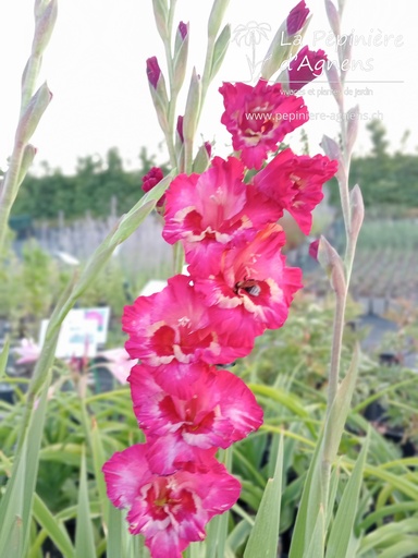 Gladiolus grandes fleurs 'Far West'