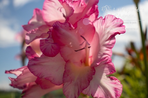 Gladiolus grandes fleurs 'Priscilla'