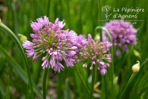 Allium hybride 'Millenium'