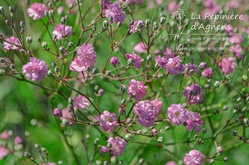 Gypsophila paniculata 'Flamingo'