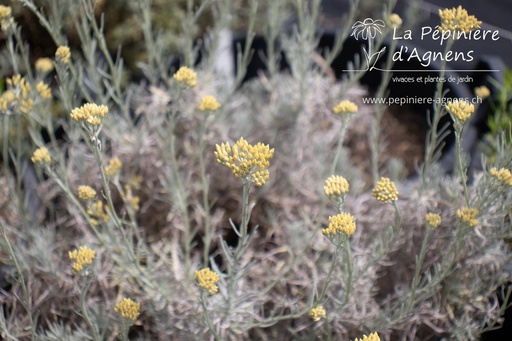 Helichrysum italicum