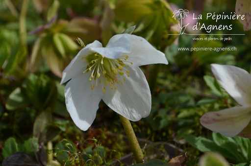 Helleborus niger