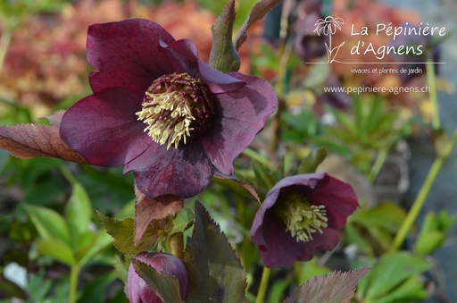 Helleborus orientalis 'Red Lady'