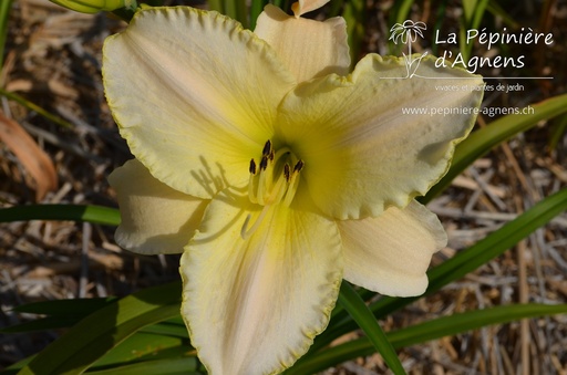 Hemerocallis hybride 'Arctic Snow'