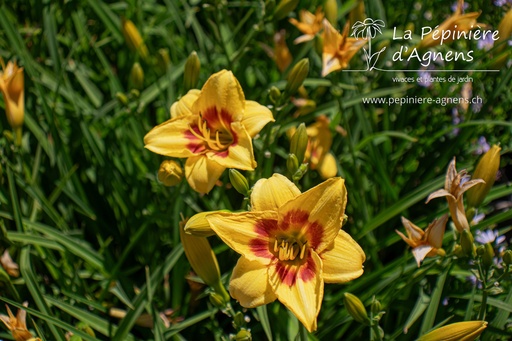 Hemerocallis hybride 'Little Cadet'