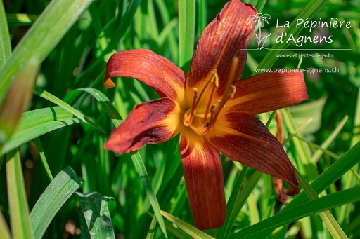 Hemerocallis hybride 'Sammy Russell'