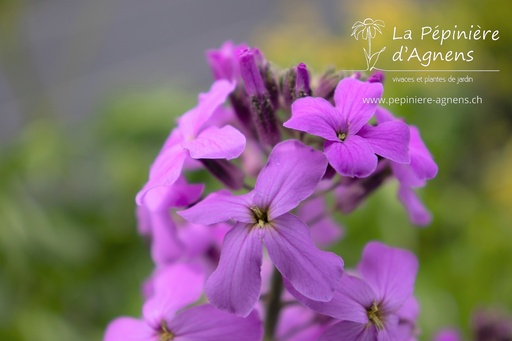 Hesperis matronalis