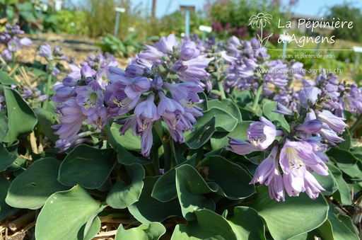 Hosta hybride 'Blue Mouse Ears'