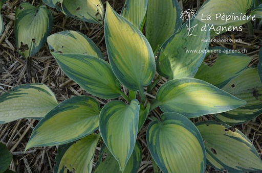 Hosta hybride 'June'