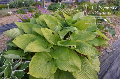 Hosta hybride 'Sum and Substance'