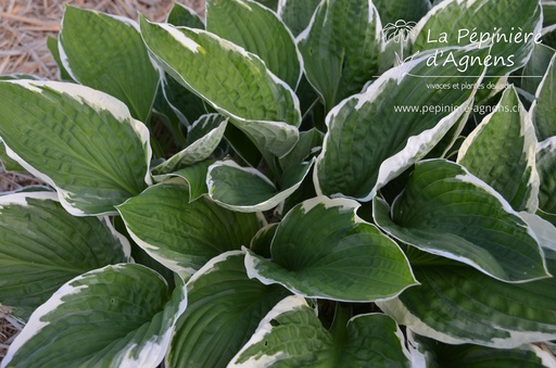 Hosta undulata 'Albomarginata'