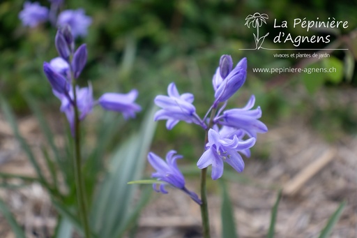 Hyacinthoides non-scripta