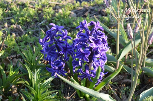 Hyacinthus orientalis 'Blue Jacket'