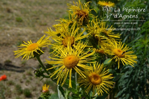 Inula helenium