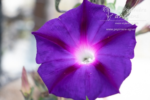 Ipomoea purpurea 'Velours de nuit'