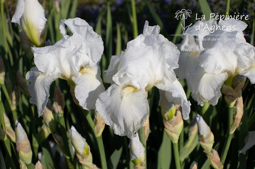 Iris germanica 'Cliffs of Dover'