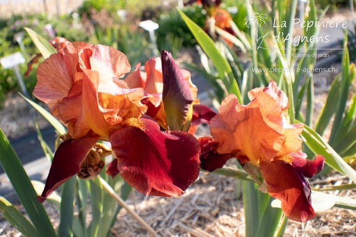 Iris germanica 'Natchez Trace'