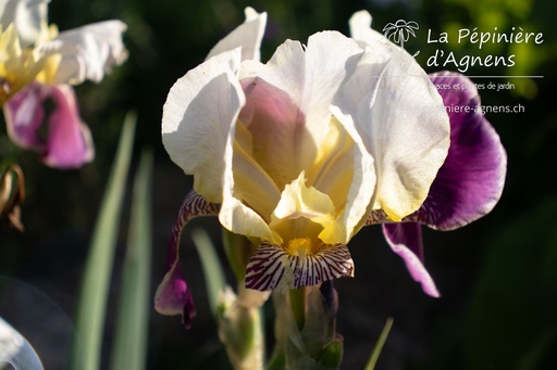 Iris germanica 'Salonique'