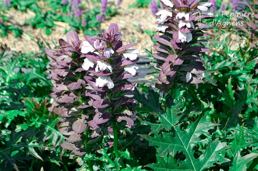 Acanthus spinosus