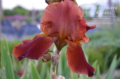 Iris germanica 'Sultans Palace'