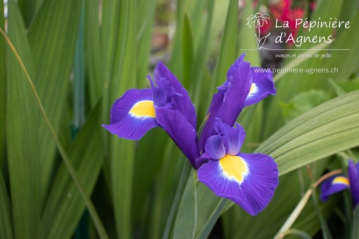 Iris hollandica 'Blue Magic'