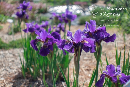 Iris sibirica 'Ruffled Velvet'