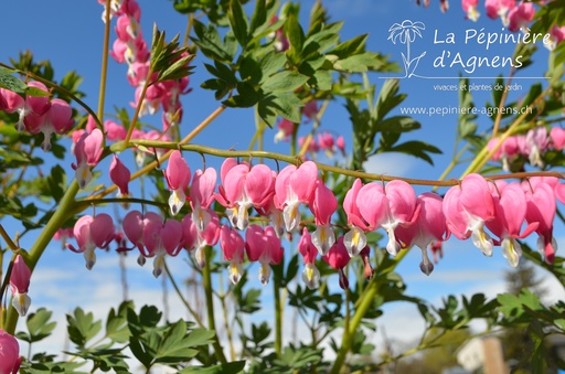 Lamprocapnos spectabilis