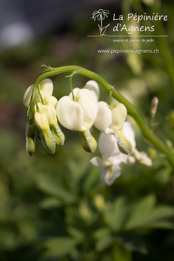 Lamprocapnos spectabilis 'Alba'