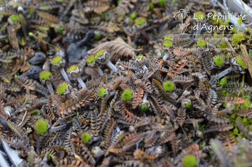 Leptinella squalida 'Platt's Black'