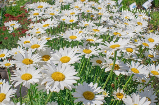 Leucanthemum superbum 'Becky'