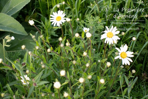 Leucanthemum vulgare