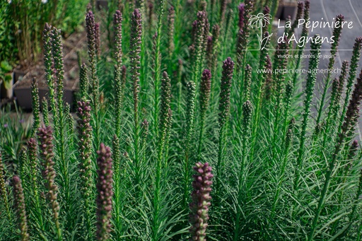 Liatris spicata