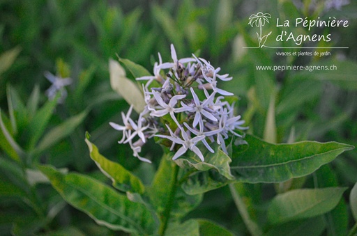 Amsonia illustris