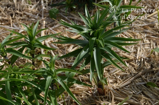 Lilium tigrinum