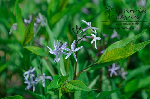 Amsonia tabernaemontana