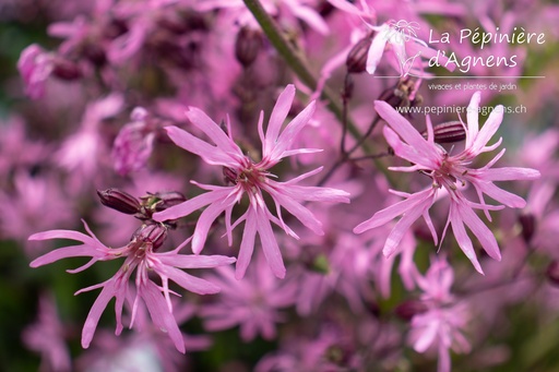 Lychnis flos-cuculi