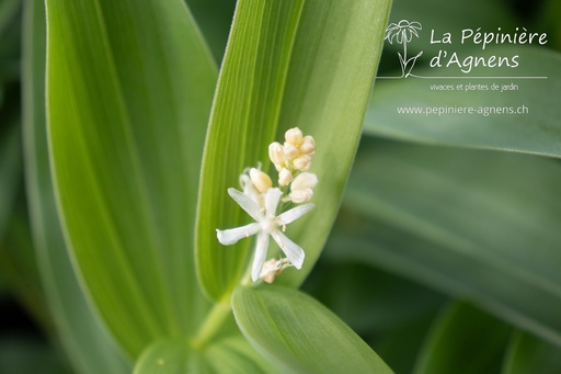 Maianthemum stellatum