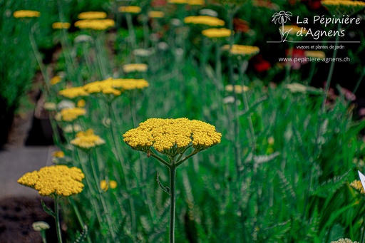 Achillea filipendulina 'Coronation Gold'