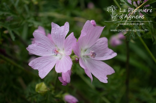 Malva moschata