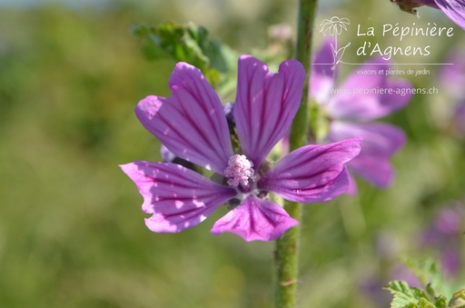 Malva sylvestris