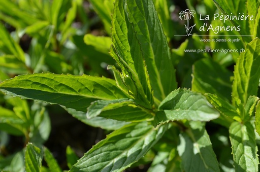 Mentha piperita (x) 'Turque'