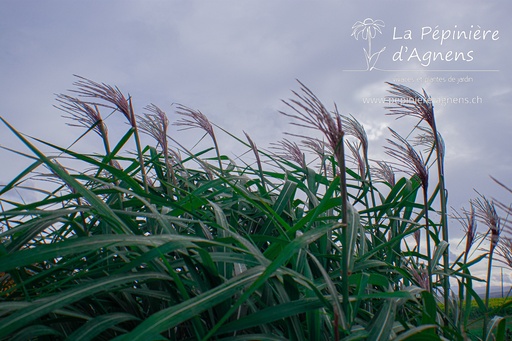 Miscanthus giganteus (x)