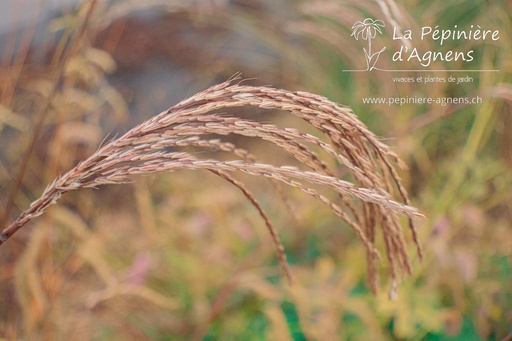 Miscanthus sinensis 'Flamingo'