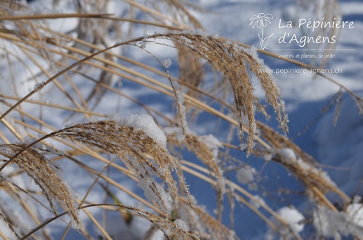 Miscanthus sinensis 'Morning Light'