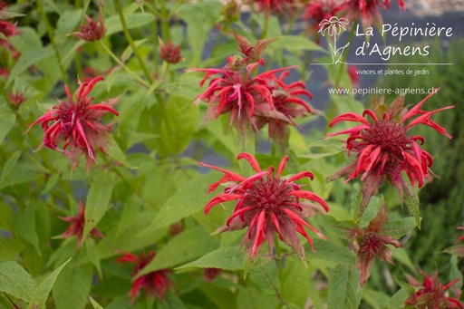 Monarda didyma