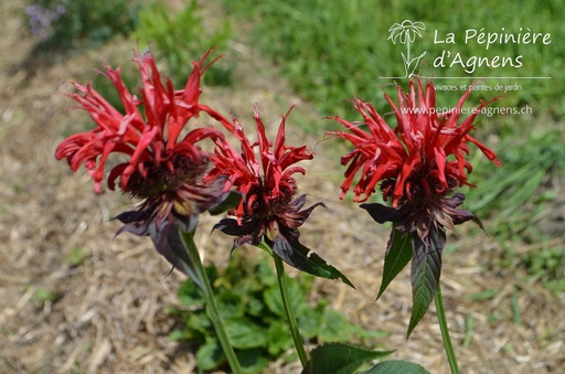 Monarda hybride 'Jacob Cline'